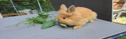 Lionhead rabbits for sale: Lion head  (Double maned) - Advert 4