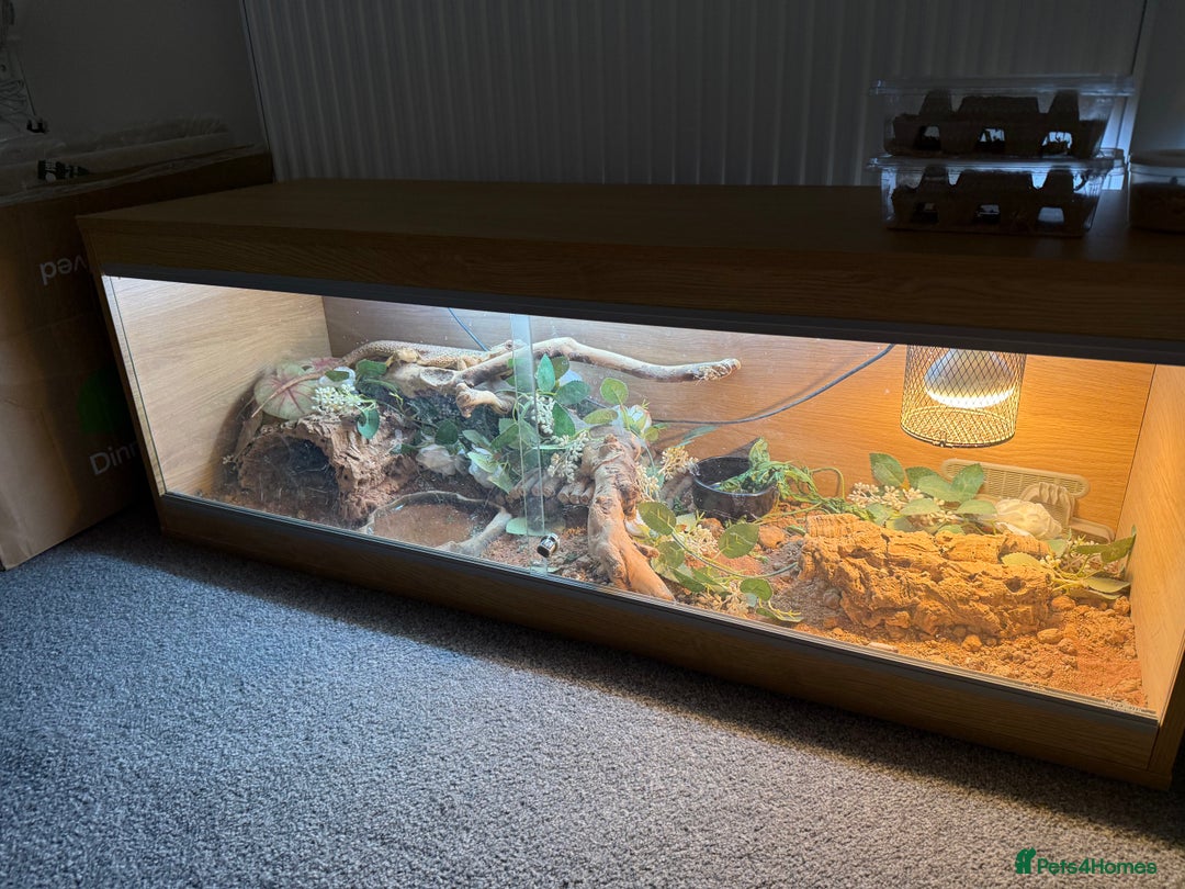 Bearded Dragon reptiles for sale: bearded dragon and enclosure  - Image 3