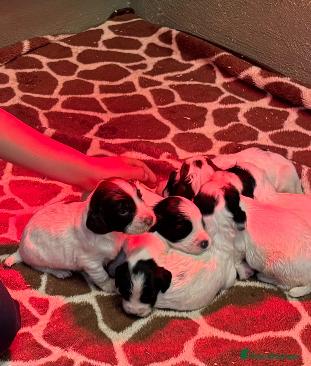 English Springer Spaniel dogs for sale: Working springer spaniel puppies for sale  in Welwyn Garden City - Advert 11