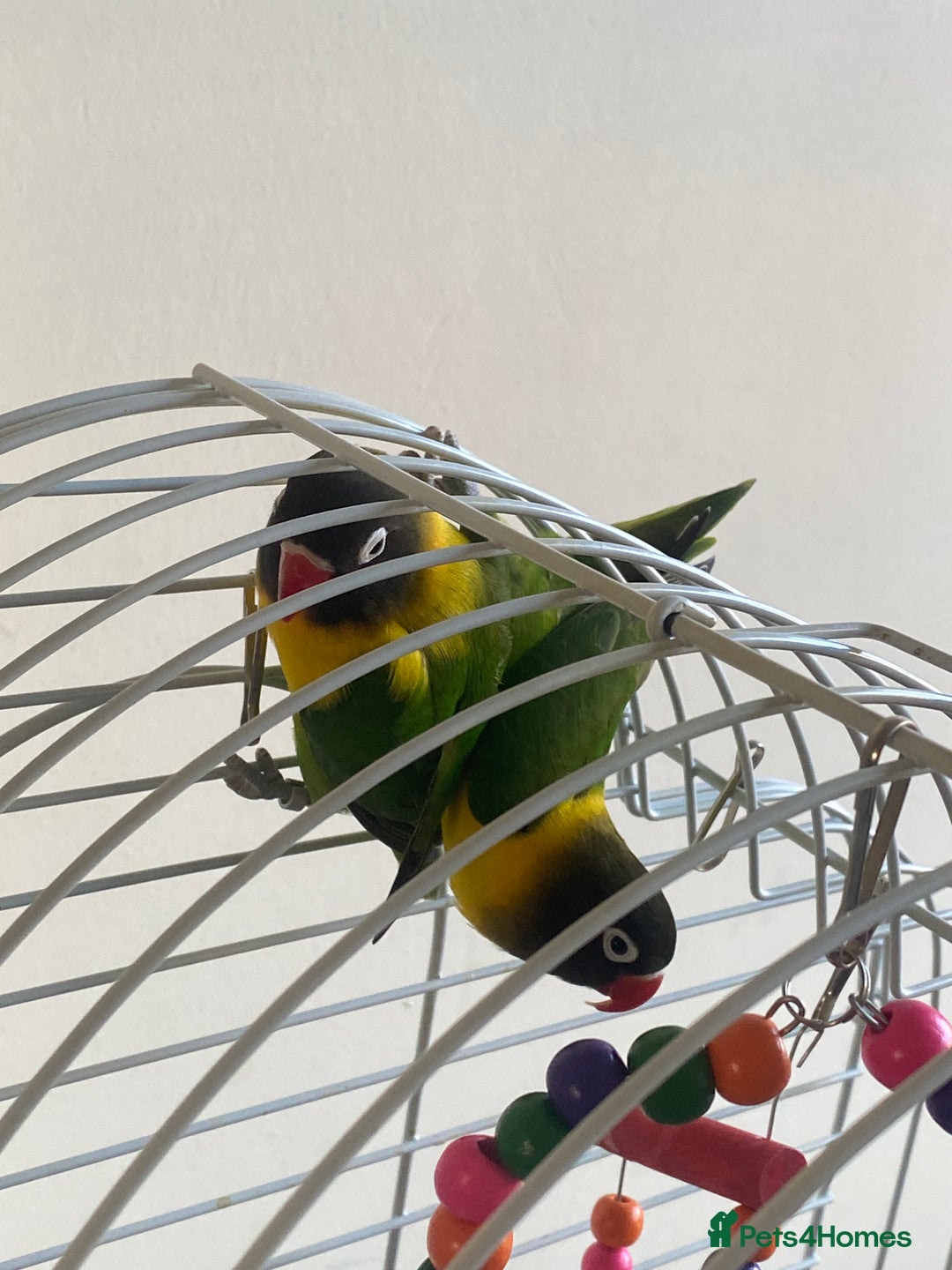 Lovebirds birds for sale: Pair of love birds and full set up - Advert 2