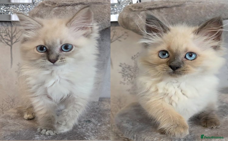 Siberian cats in Rhyl - Advert 3