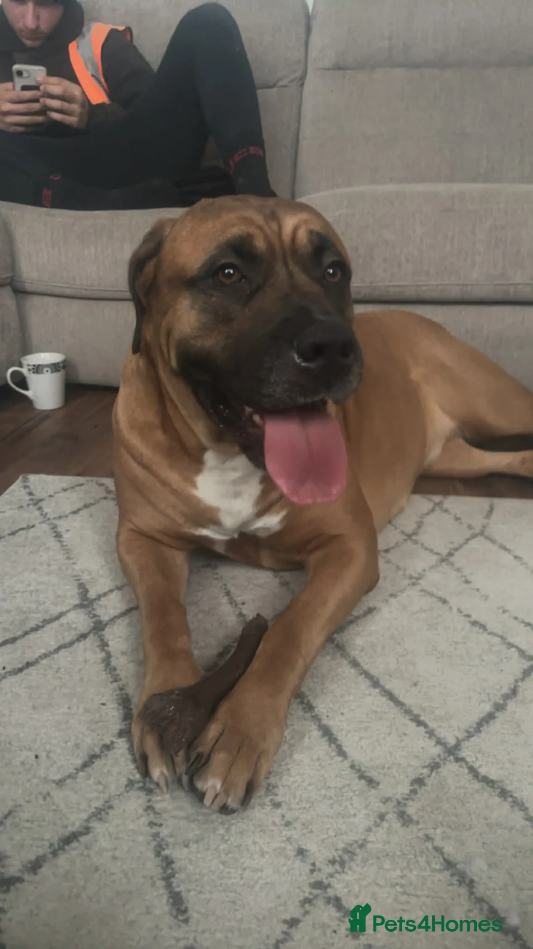 Bullmastiff dogs for sale: Mastiff - Advert 1