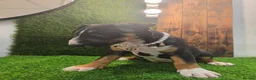 English Bull Terrier dogs for sale: 3 Beautiful English Bull Terrier Puppies  - Advert 12