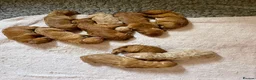 Australian Labradoodle dogs for sale: Australian Labradoodle puppies - Advert 5