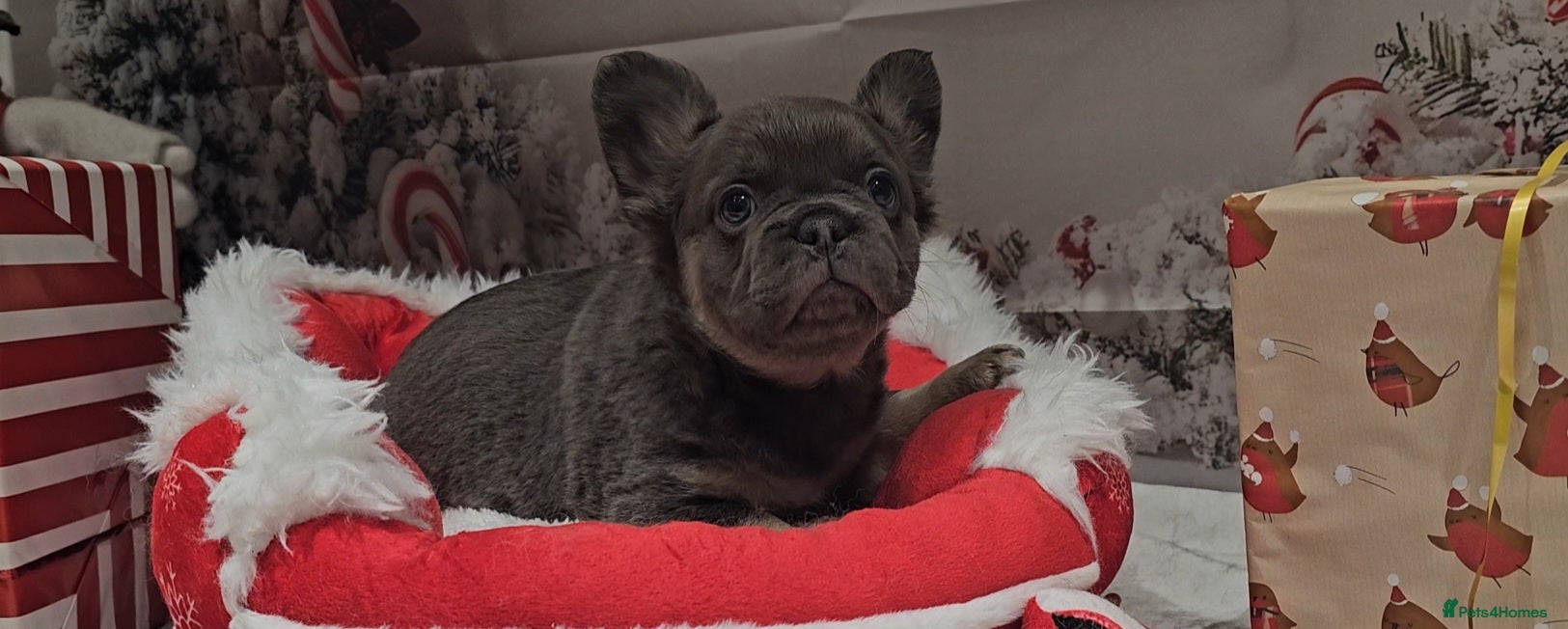French Bulldog dogs Welcome to the Full Fluffy Crew. NO PAYMENT PLANS! - Advert 11