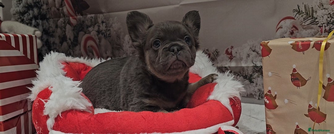 French Bulldog dogs for sale: Welcome to the Full Fluffy Crew. NO PAYMENT PLANS! - Advert 2