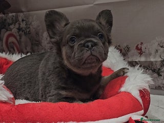 French Bulldog dogs Welcome to the Full Fluffy Crew. NO PAYMENT PLANS! - Advert 12
