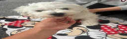 Bichon Frise dogs for sale: Pookie in Ilford - Advert 3