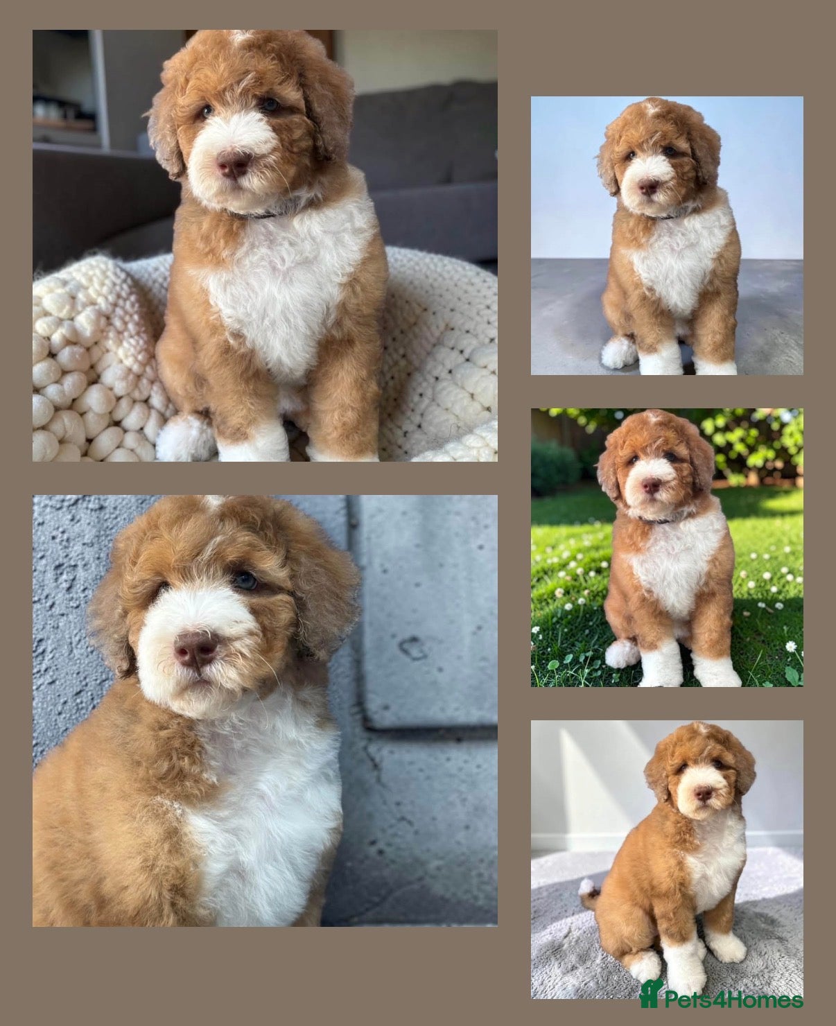 Bernedoodle dogs Mini Bernedoodles ready to go now - Advert 2