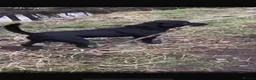 Labrador Retriever dogs for stud: Black Labrador for stud - Advert 2