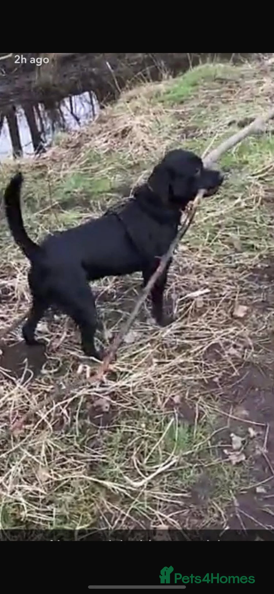 Labrador Retriever dogs for stud: Black Labrador for stud - Advert 2