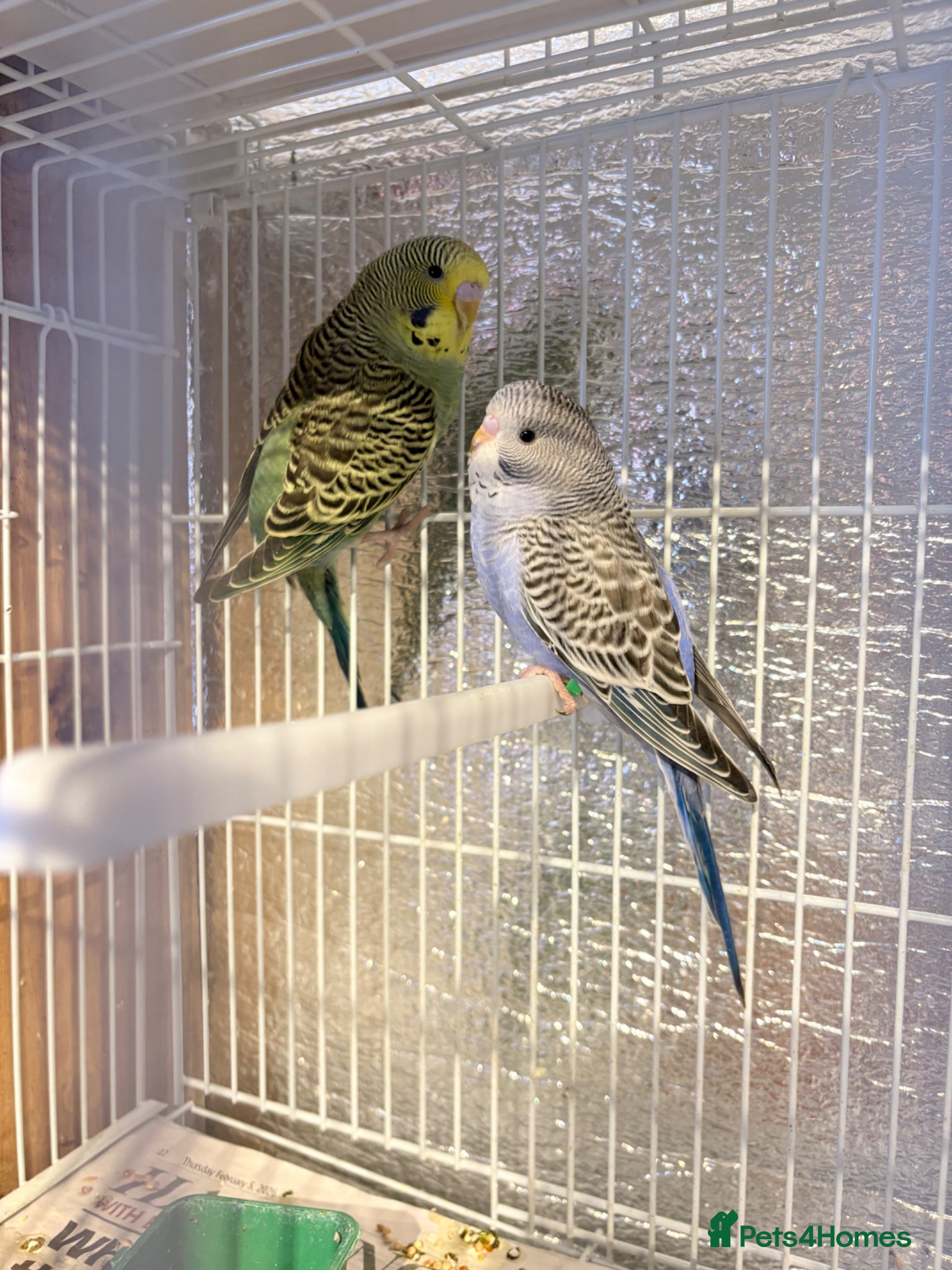 Budgerigars birds Baby budgies  - Advert 18