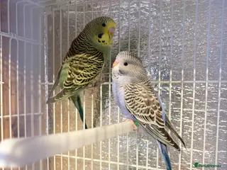 Budgerigars birds Baby budgies - Advert 1