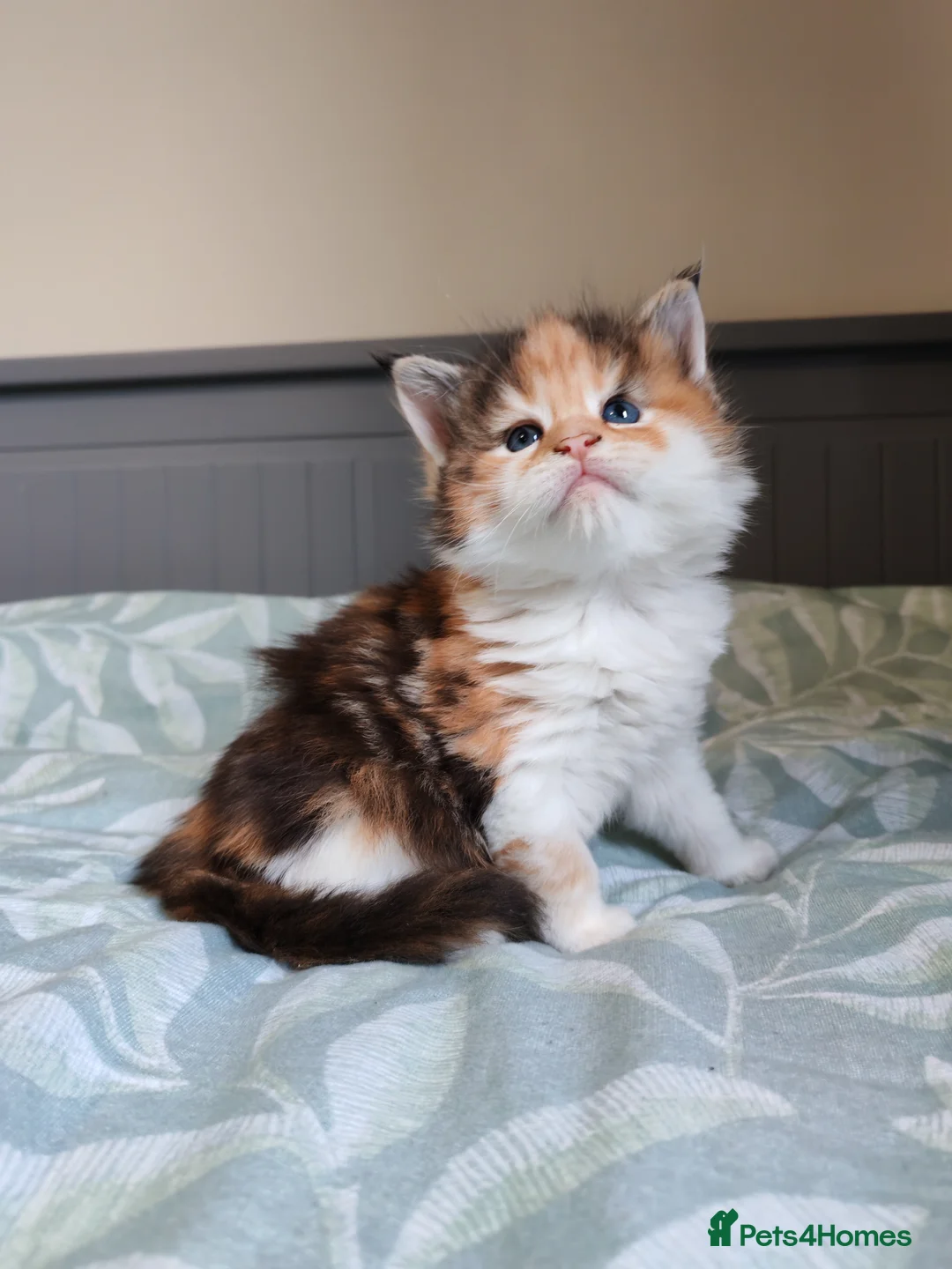 Maine Coon cats for sale: Beautiful Maine Coon Kittens  - Advert 20