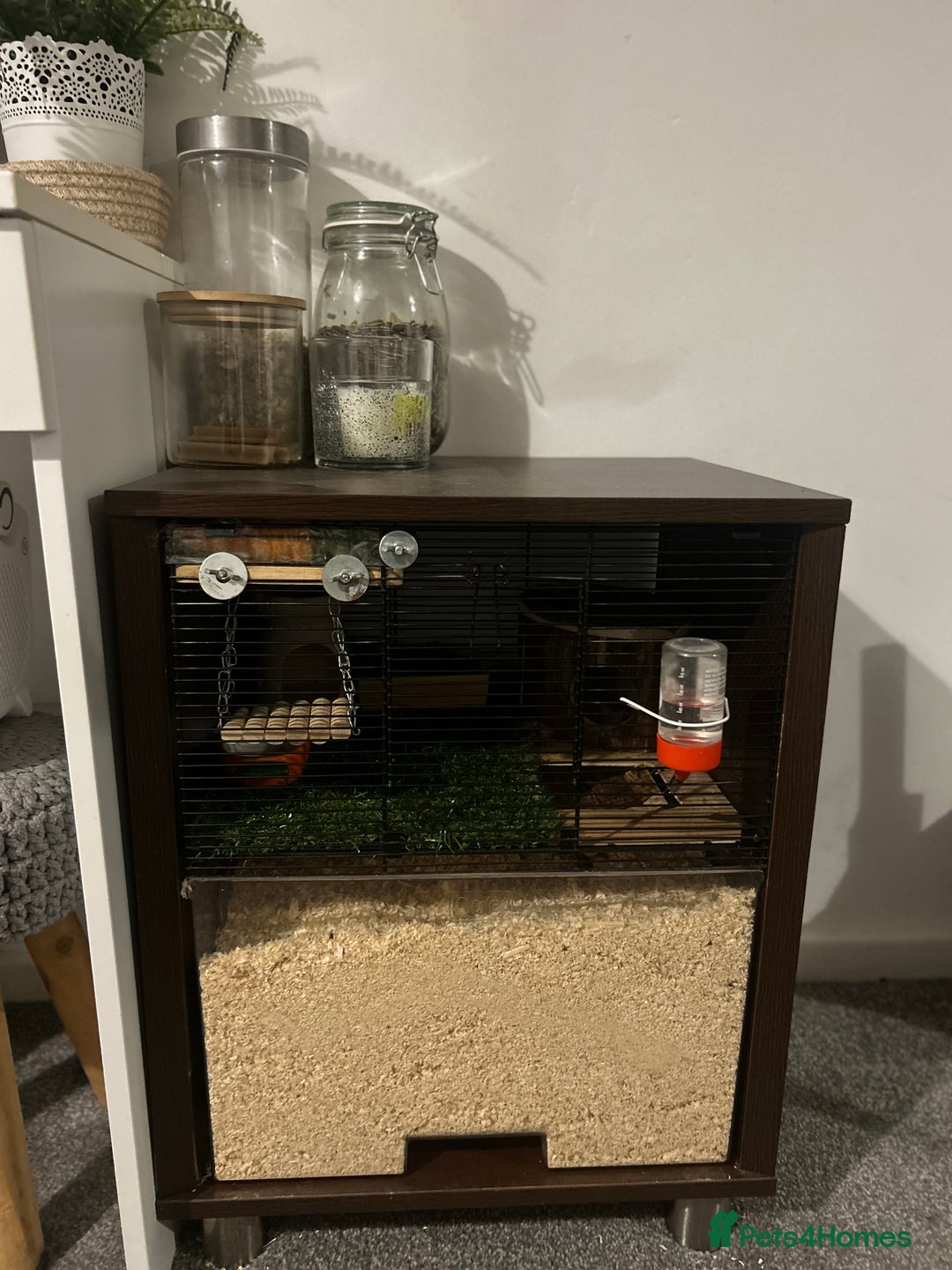 Hamster rodents for sale: Female dwarf hamster  - Advert 2