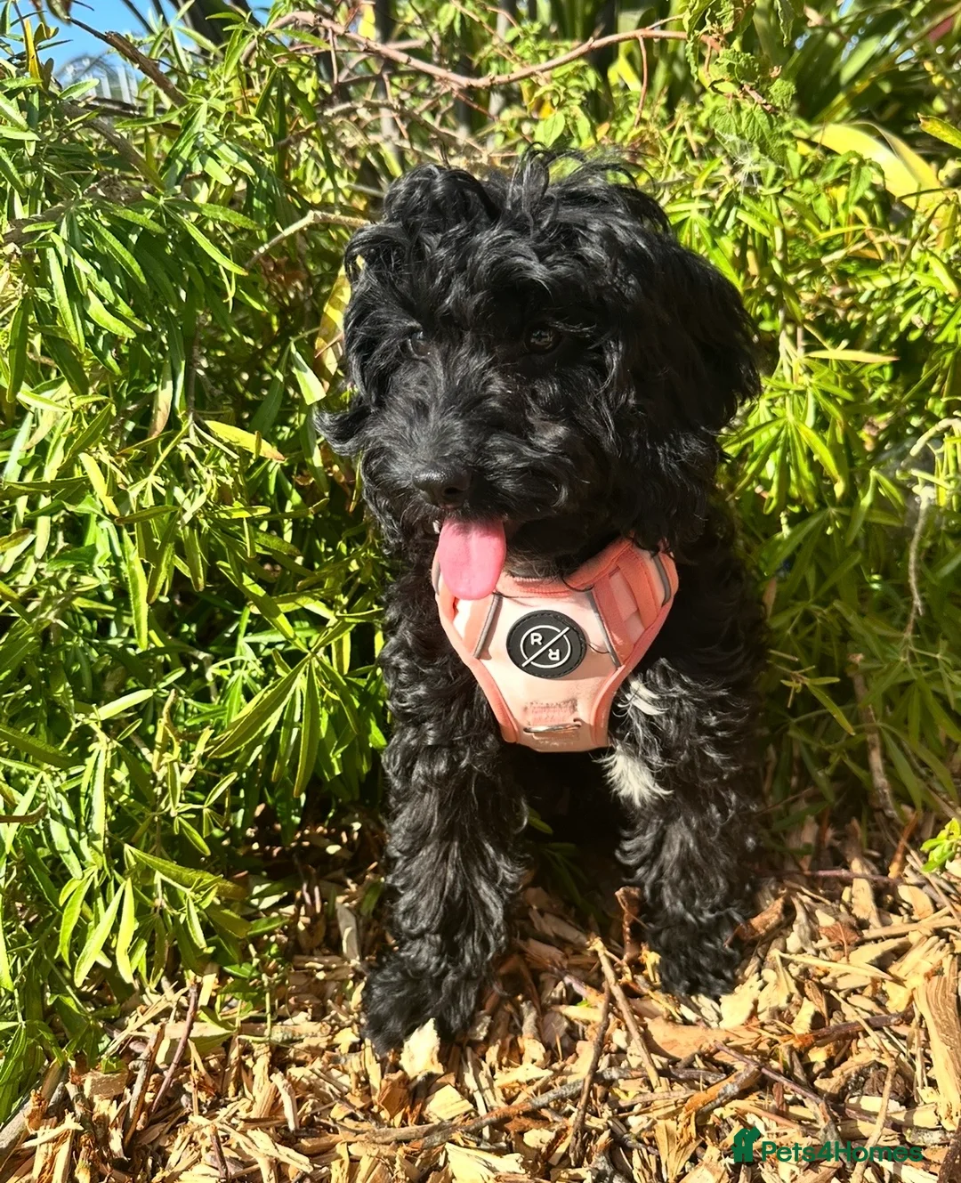 Cockapoo dogs for sale: 10 month old female cockapoo black  - Advert 5