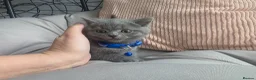 British Shorthair cats for sale: Beautiful British Shorthair Kittens  - Advert 9