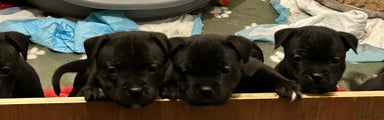 Staffordshire Bull Terrier Puppy 5