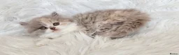 British Shorthair cats for sale: Stunning loving British longhair  - Advert 12