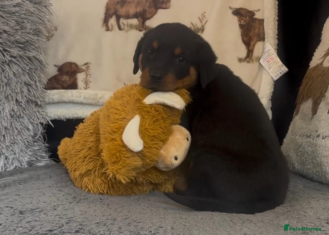 Rottweiler dogs for sale: Rottweiler Pups ready to leave  - Advert 1