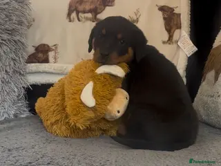 Rottweiler dogs Rottweiler Pups ready to leave - Advert 1