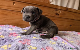 Staffordshire Bull Terrier dogs for sale: Beautiful Kennel registered blue staffie for sale  - Image 7