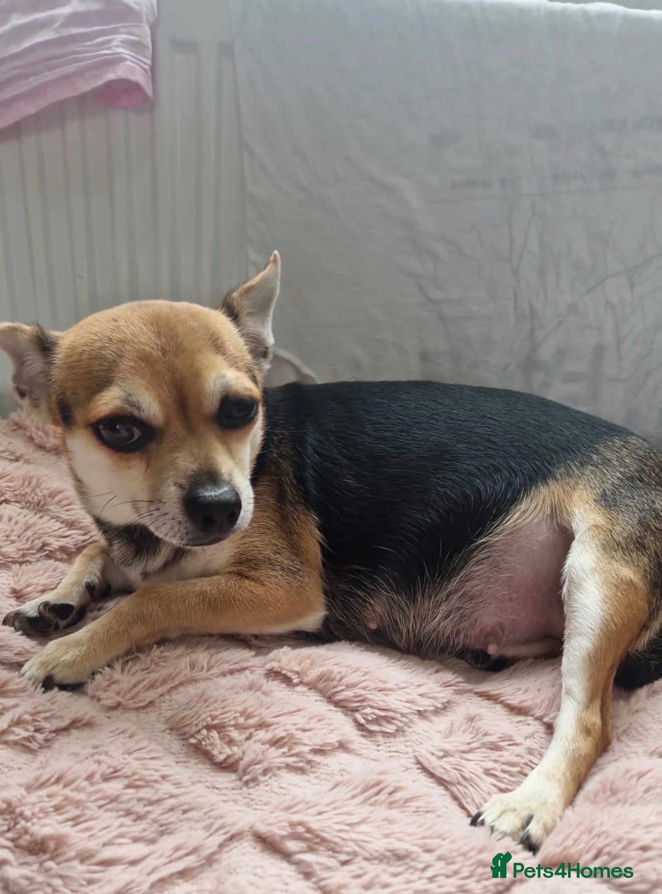 Chihuahua dogs Chihuahua puppies for sale  - Advert 3