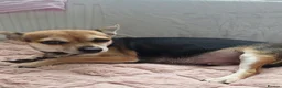 Chihuahua dogs for sale: Chihuahua puppies for sale  in Carlisle - Advert 1
