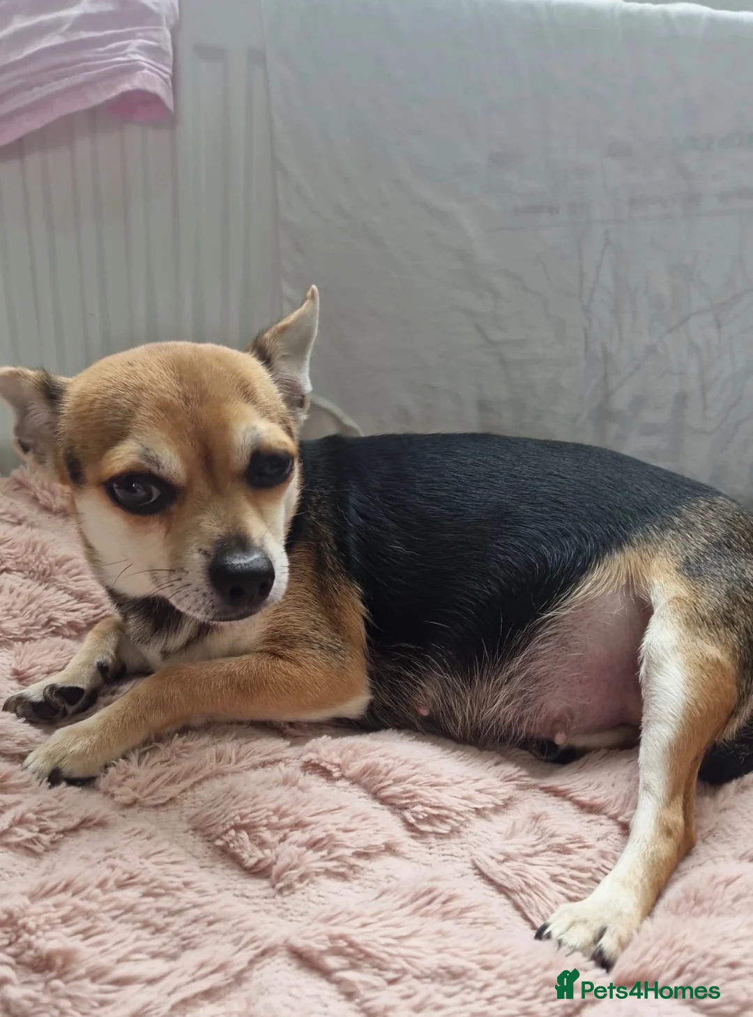 Chihuahua dogs for sale: Chihuahua puppies for sale  in Carlisle - Advert 1