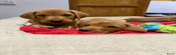 Labrador Retriever dogs for sale: Fox Red Labrador puppy’s  in Bedford - Advert 4