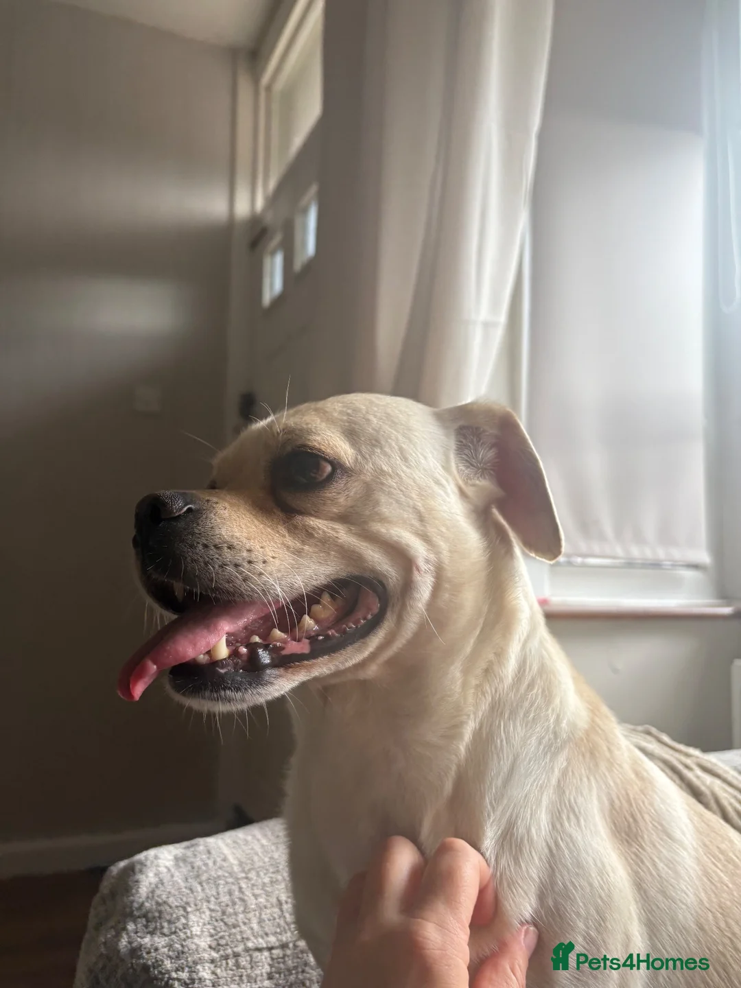Mixed Breed dogs for sale:  **  to a good home in Walsall - Advert 4