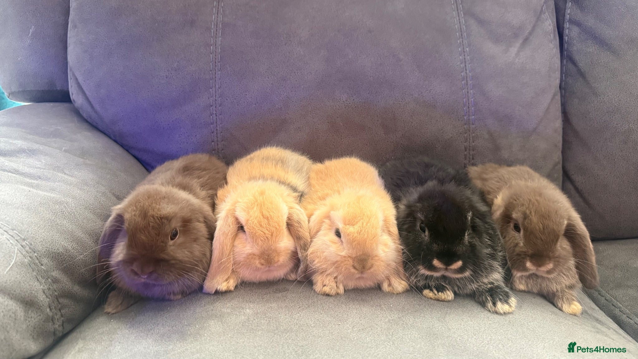 Mini Lop rabbits Beautiful Pure Mini Lops - Advert 1
