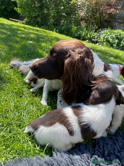 English Springer Spaniel dogs 9 in litter, 4 boys left. Ready 12th May  - Advert 11