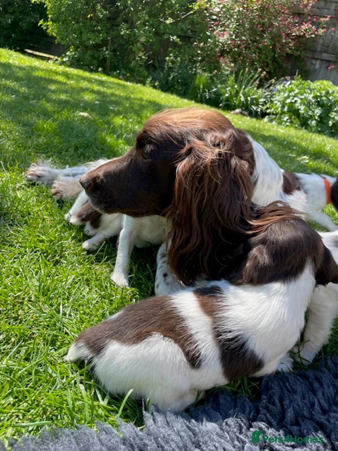 English Springer Spaniel dogs for sale: KC Registered Working Springer Spaniel Puppies  - Advert 2