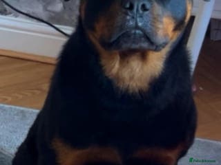Rottweiler dogs 1 year old Rottweiler - Advert 2