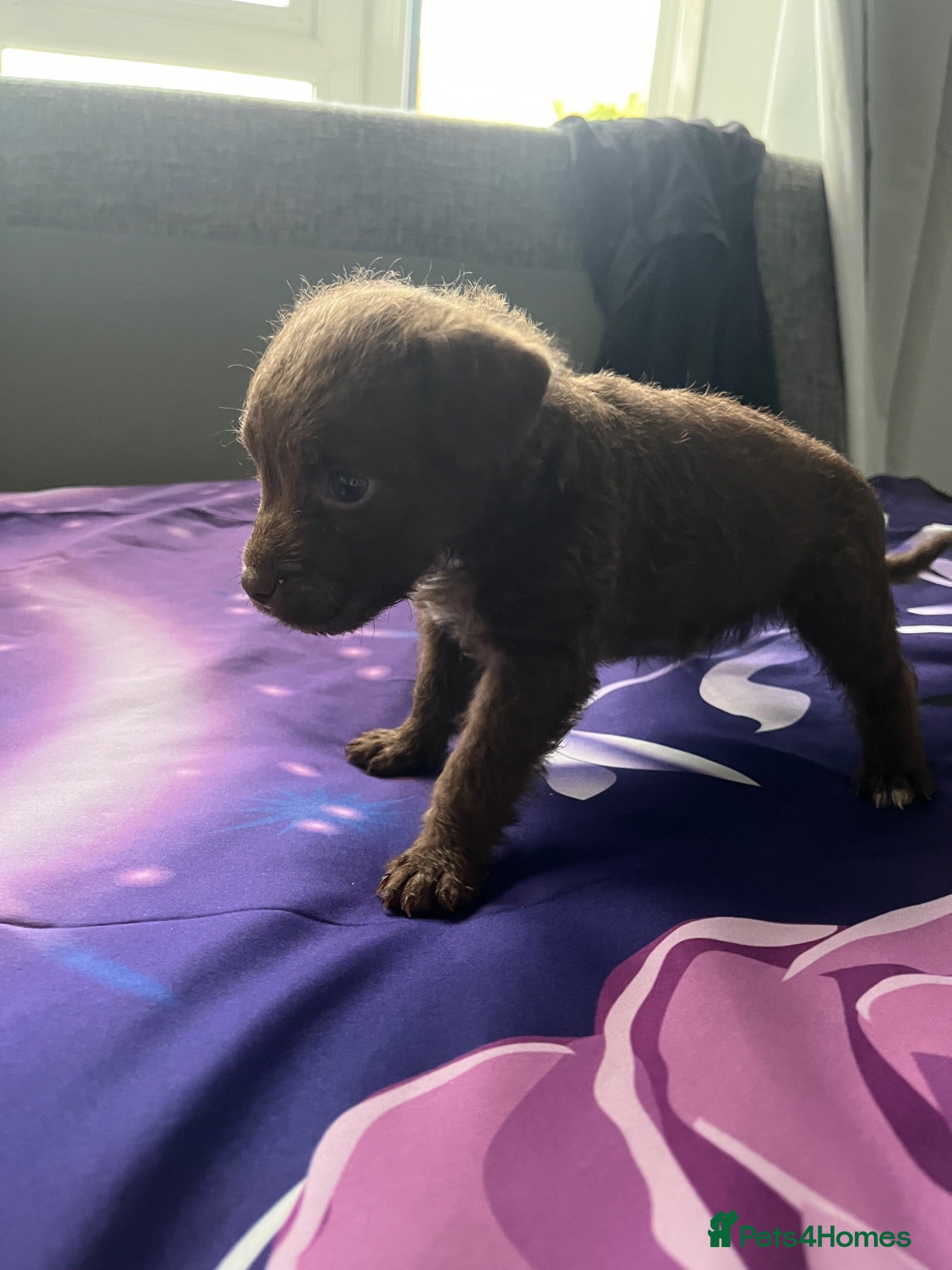 Patterdale Terrier dogs Patterdale terrier pups  - Advert 1