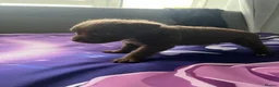 Patterdale Terrier dogs for sale: Patterdale terrier pups  - Advert 7