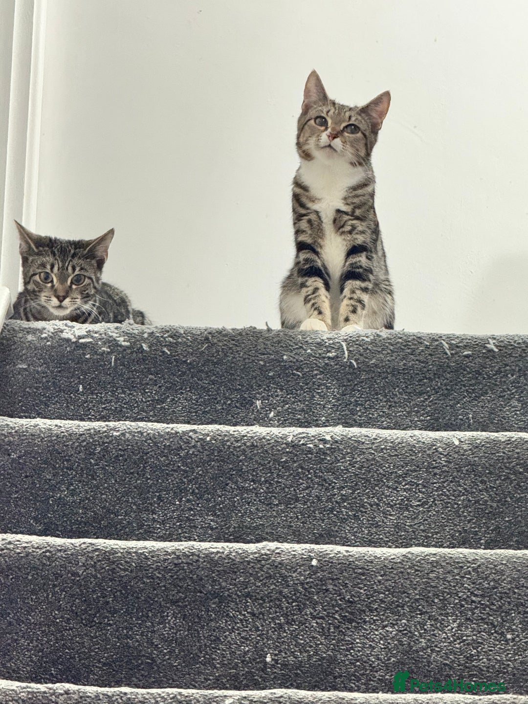 Mixed Breed cats for sale: Two Bonded Male Kittens – Neutered, Indoor - Advert 7