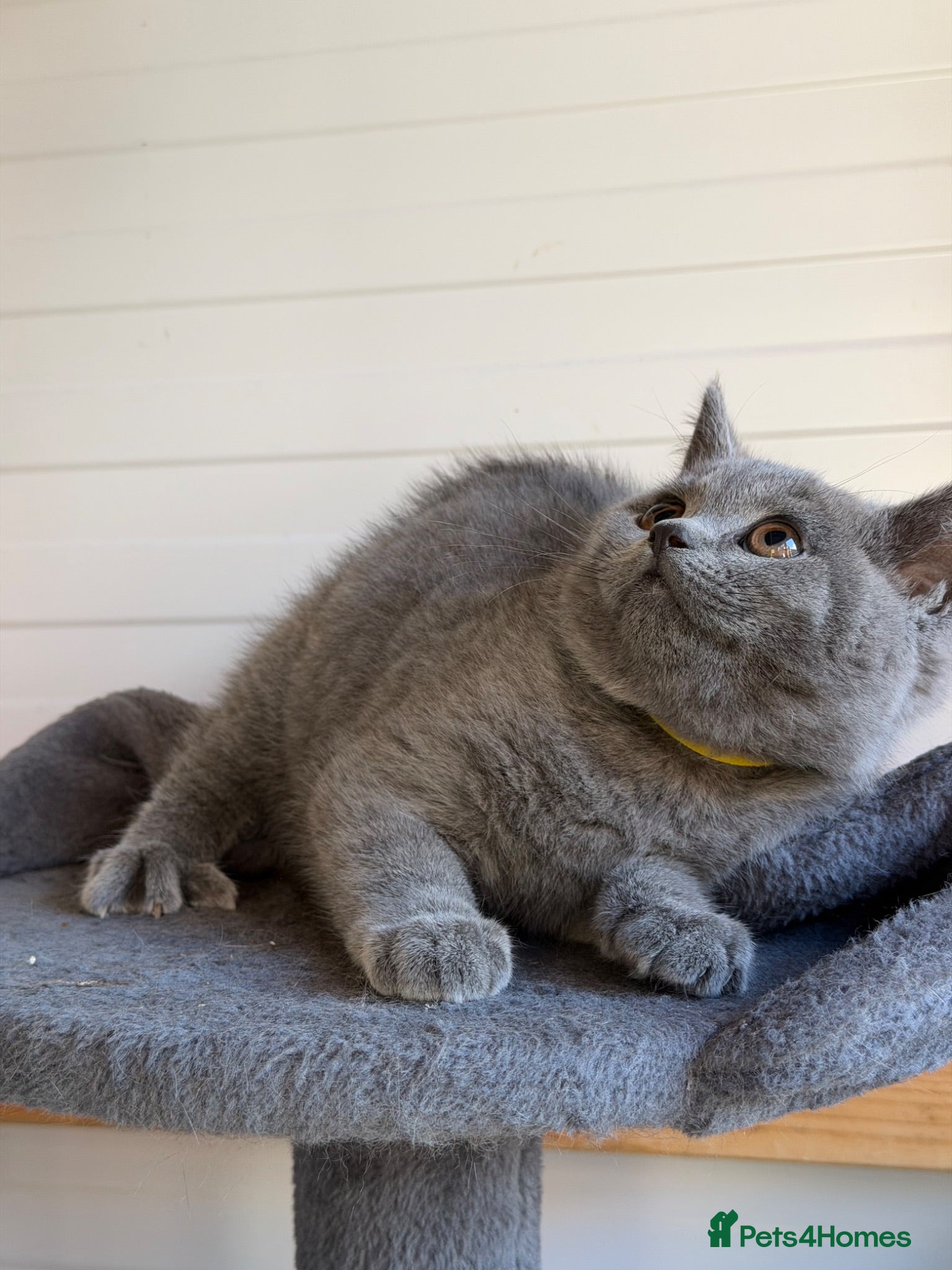 Scottish Fold cats Vaccinated and ready to go kittens ♥️ - Advert 2