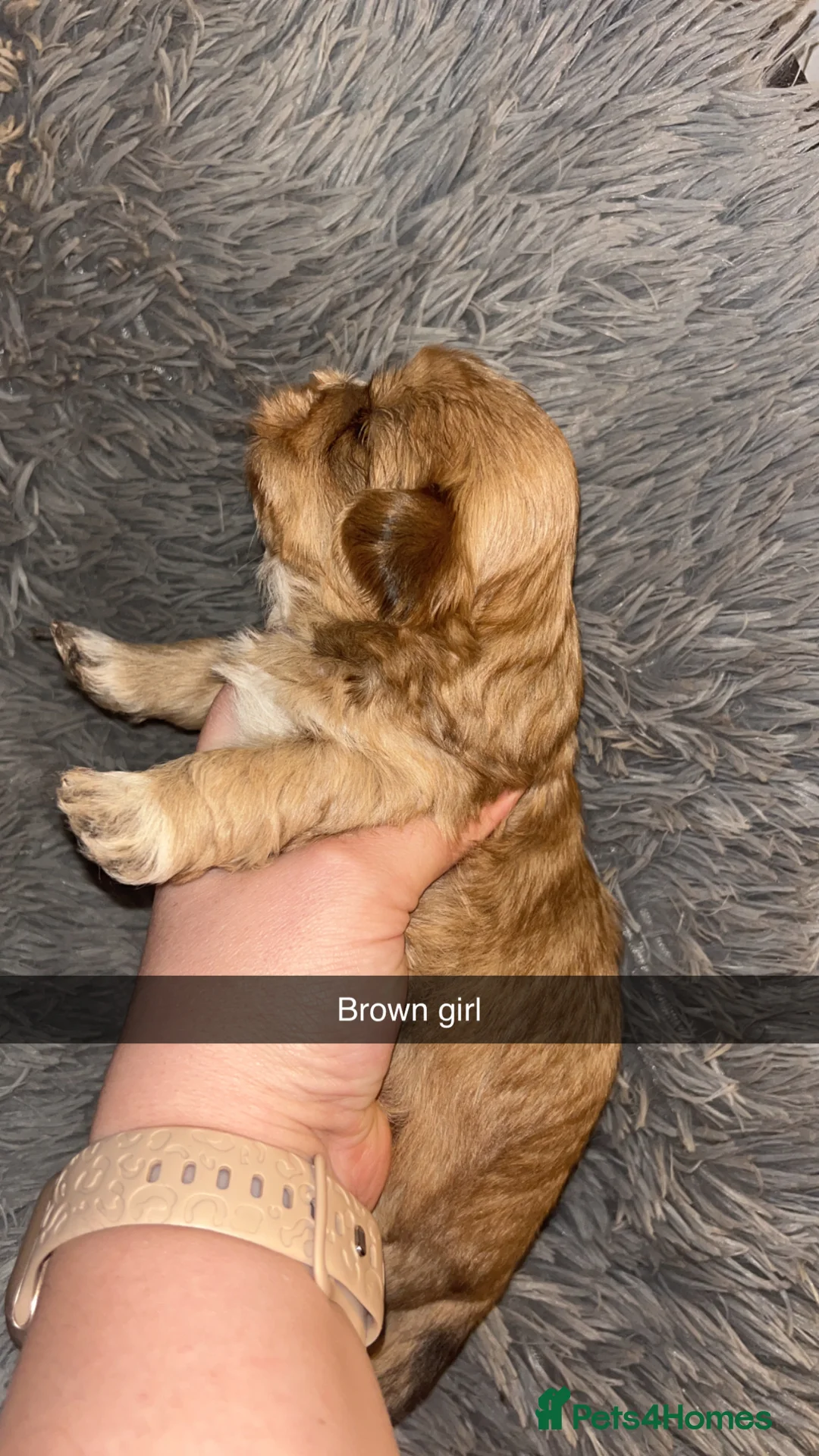 Shih Tzu dogs for sale: Shih Tzu puppies for sale  - Advert 7