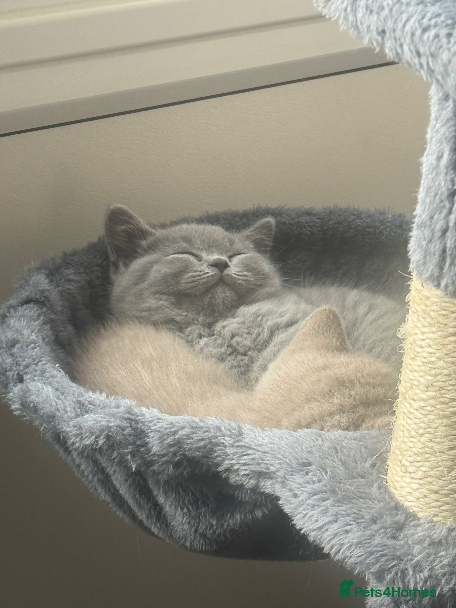 British Shorthair cats for sale: Beautiful British shorthair kittens  - Advert 9