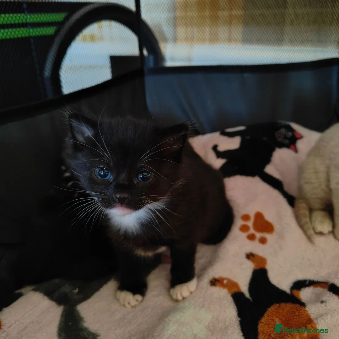 Domestic Shorthair cats for sale: KITTENS FOR SALE. READY AT 8 WEEKS - Advert 9