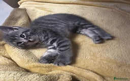 Mixed Breed cats for sale: 6 Of the cutest kittens ever !  - Image 26