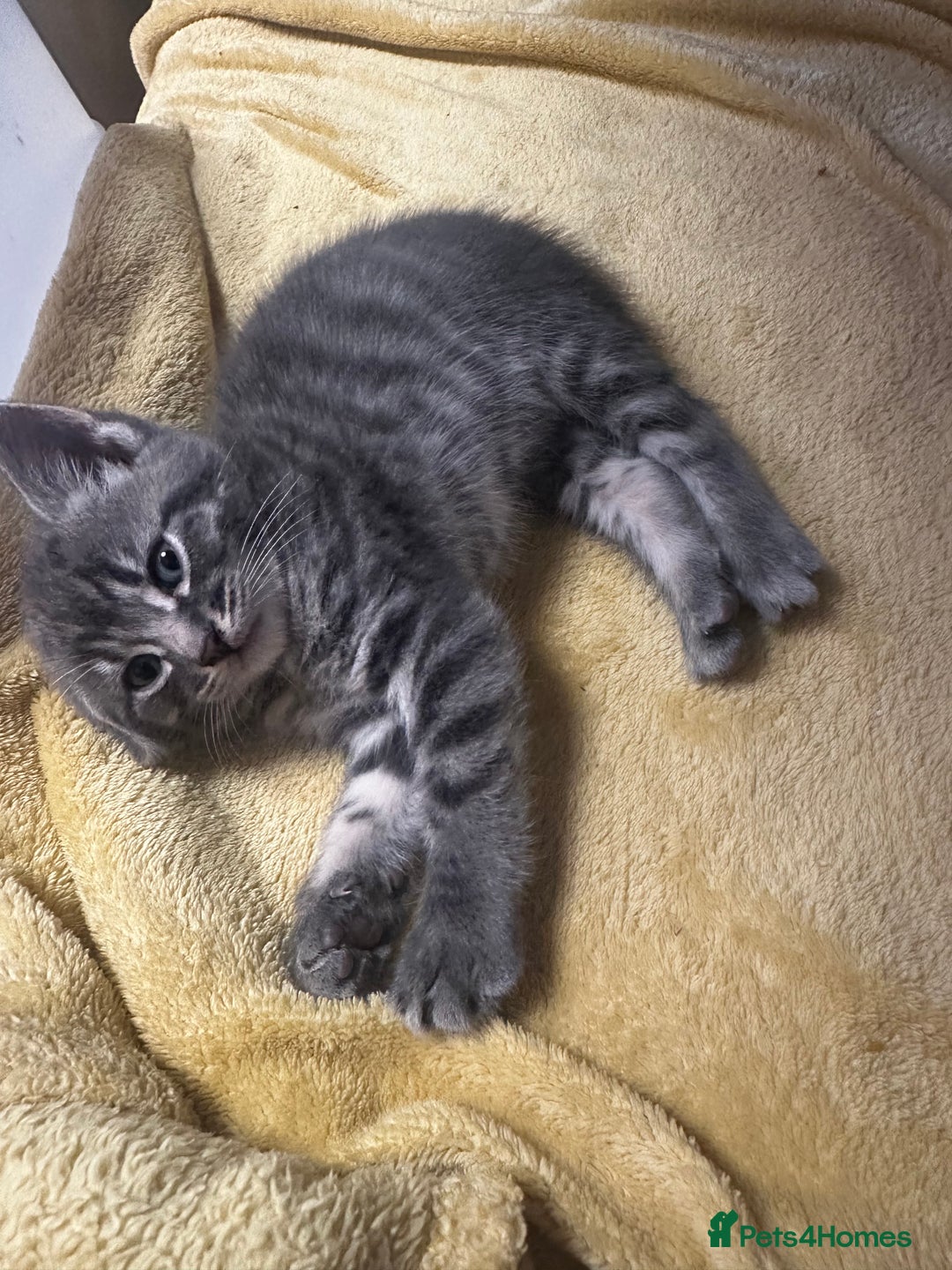 Mixed Breed cats for sale: 6 Of the cutest kittens ever !  - Image 26