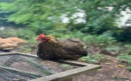 Chickens poultry for sale: Stunning black and gold Pekin Cockerel - Image 4