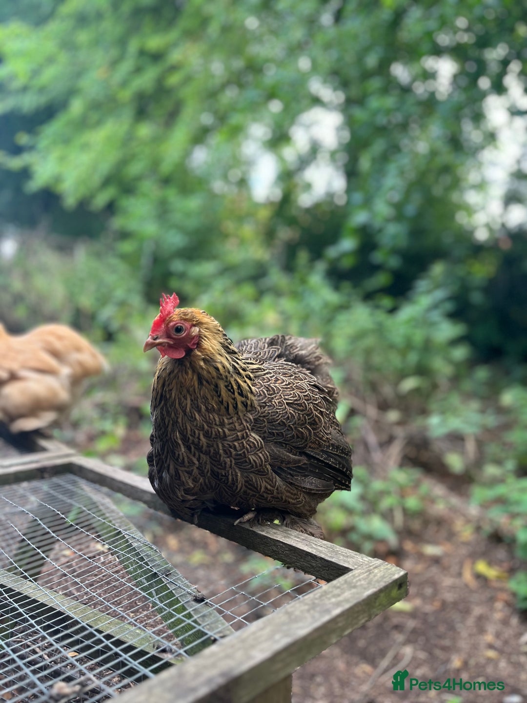 Chickens poultry for sale: Stunning black and gold Pekin Cockerel - Image 4