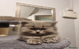 British Longhair cats for sale: British long hair x short hair  - Image 4