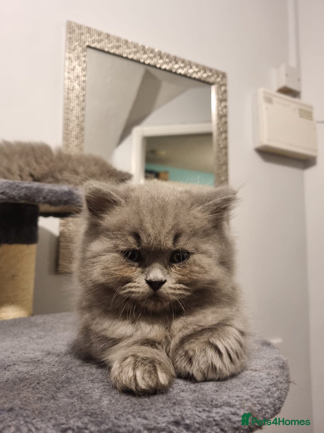 British Longhair cats for sale: British long hair x short hair  - Image 4