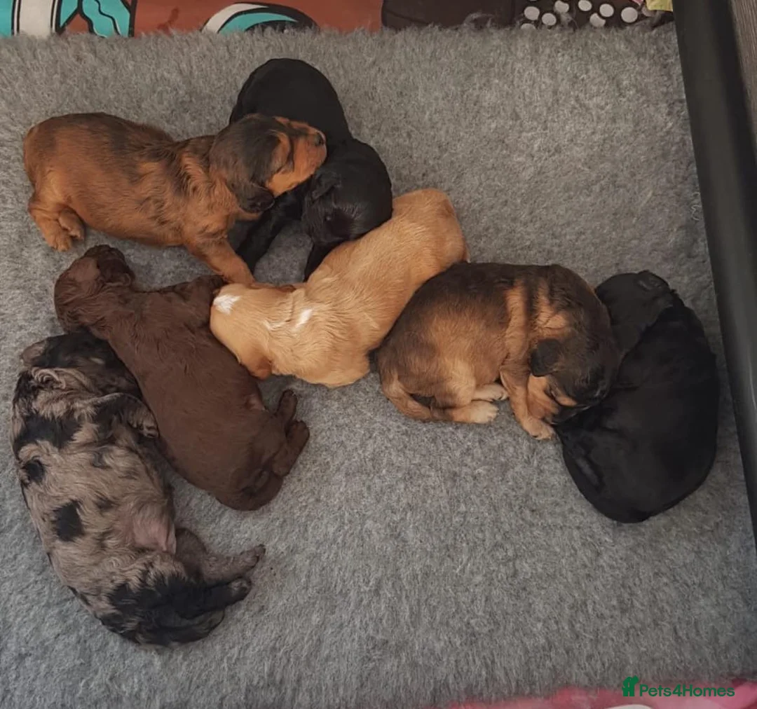 Cockapoo dogs for stud: Red Sable - Carrys Tan/Phantom, Parti & Chocolate in Eastleigh - Advert 6