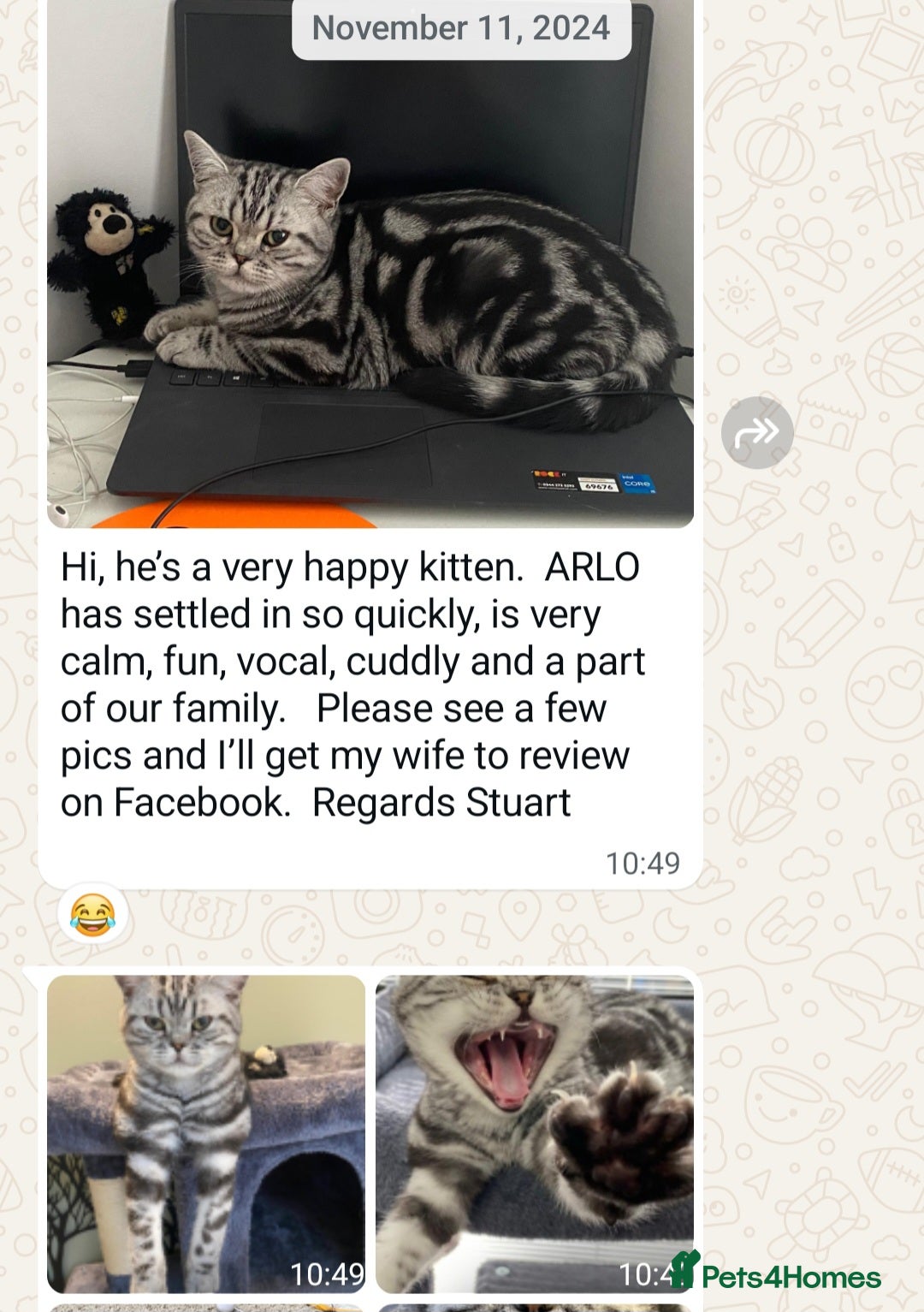 British Shorthair cats for sale: Your Furry Fantasy Awaits! - Image 31